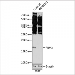 KO-Validated RBM3 Rabbit pAb (20 μl)