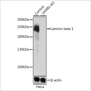 KO-Validated Laminin beta 1 Rabbit pAb (20 μl)