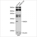 KO-Validated RAB2A Rabbit pAb (20 μl)