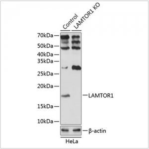 KO-Validated LAMTOR1 Rabbit pAb (20 μl)