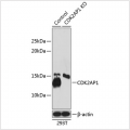 KO-Validated CDK2AP1 Rabbit pAb (20 μl)