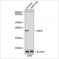 KO-Validated ARF5 Rabbit pAb (20 μl)