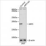 KO-Validated ARF5 Rabbit pAb (20 μl)