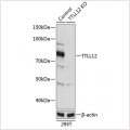 KO-Validated TTLL12 Rabbit pAb (20 μl)