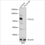 KO-Validated TTLL12 Rabbit pAb (20 μl)
