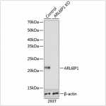 KO-Validated ARL6IP1 Rabbit pAb (20 μl)