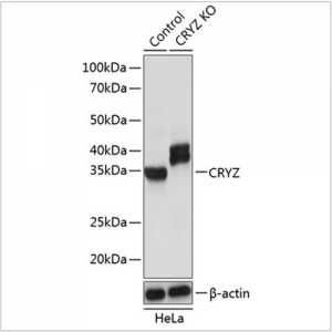 KO-Validated CRYZ Rabbit pAb (20 μl)