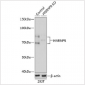 KO-Validated HNRNPR Rabbit pAb (20 μl)