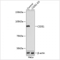 KO-Validated CSDE1 Rabbit pAb (20 μl)