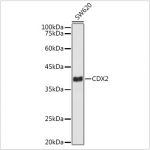 KD-Validated CDX2 Rabbit mAb (20 μl)