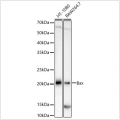 KO-Validated Bax Rabbit mAb (20 μl)