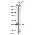 KO-Validated Bax Rabbit mAb (20 μl)