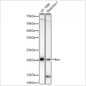 KO-Validated Bax Rabbit mAb (20 μl)
