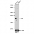 KO-Validated Edf1 Rabbit pAb (20 μl)