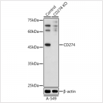KO-Validated CD274 Rabbit pAb (20 μl)