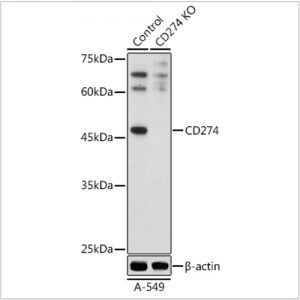 KO-Validated CD274 Rabbit pAb (20 μl)