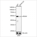 KD-Validated IRAK4 Rabbit mAb (20 μl)