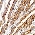 KD-Validated LAMP1/CD107a Rabbit mAb (20 μl)