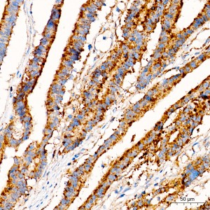 KD-Validated LAMP1/CD107a Rabbit mAb (20 μl)