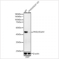 KO-Validated PHD2/EGLN1 Rabbit mAb (20 μl)