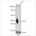 KO-Validated STRAP Rabbit pAb (20 μl)