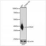 KO-Validated STRAP Rabbit pAb (20 μl)