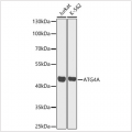 KO-Validated ATG4A Rabbit pAb (20 μl)