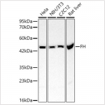 KO-Validated FH Rabbit pAb (20 μl)