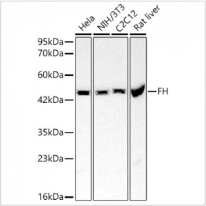 KO-Validated FH Rabbit pAb (20 μl)