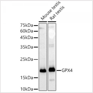 KD-Validated GPX4 Rabbit pAb (20 μl)