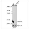 KO-Validated GSTK1 Rabbit pAb (20 μl)