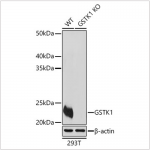 KO-Validated GSTK1 Rabbit pAb (20 μl)