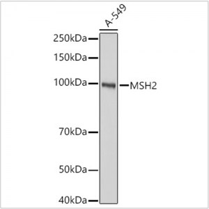 KO-Validated MSH2 Rabbit pAb (20 μl)