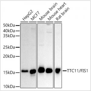KO-Validated TTC11/FIS1 Rabbit pAb (20 μl)