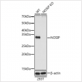 KO-Validated NOSIP Rabbit pAb (20 μl)