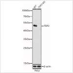 KO-Validated TDP2 Rabbit pAb (20 μl)