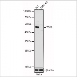 KO-Validated TDP2 Rabbit pAb (20 μl)