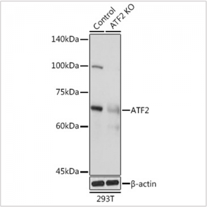 KO-Validated ATF2 Rabbit pAb (20 μl)