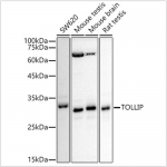 KD-Validated TOLLIP Rabbit pAb (20 μl)