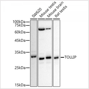 KD-Validated TOLLIP Rabbit pAb (20 μl)