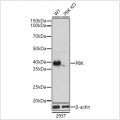 KO-Validated PBK Rabbit pAb (20 μl)