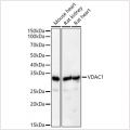KD-Validated VDAC1 Rabbit pAb (20 μl)
