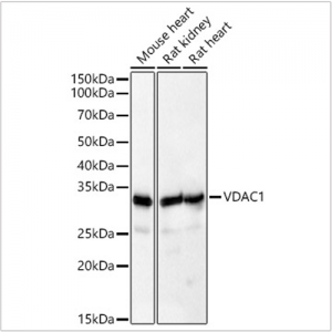KD-Validated VDAC1 Rabbit pAb (20 μl)