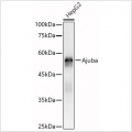 KO-Validated Ajuba Rabbit pAb (20 μl)