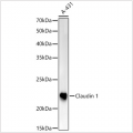 KO-Validated Claudin 1 Rabbit pAb (20 μl)