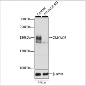 KO-Validated ZMYND8 Rabbit pAb (20 μl)