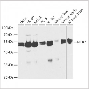 KO-Validated MEK7 Rabbit pAb (20 μl)