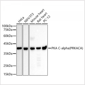 KD-Validated PKA C-alpha (PRKACA) Mouse mAb (20 μl)