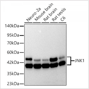 KD-Validated JNK1 Rabbit mAb (20 μl)