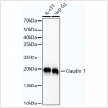 KO-Validated Claudin 1 Rabbit mAb (20 μl)